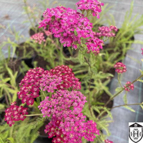 Achillea millefolium 'Cerise Queen' - Harilik raudrohi 'Cerise Queen' P9/0,55L